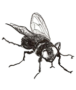 Bild p� fluga