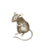 Bild p� mus